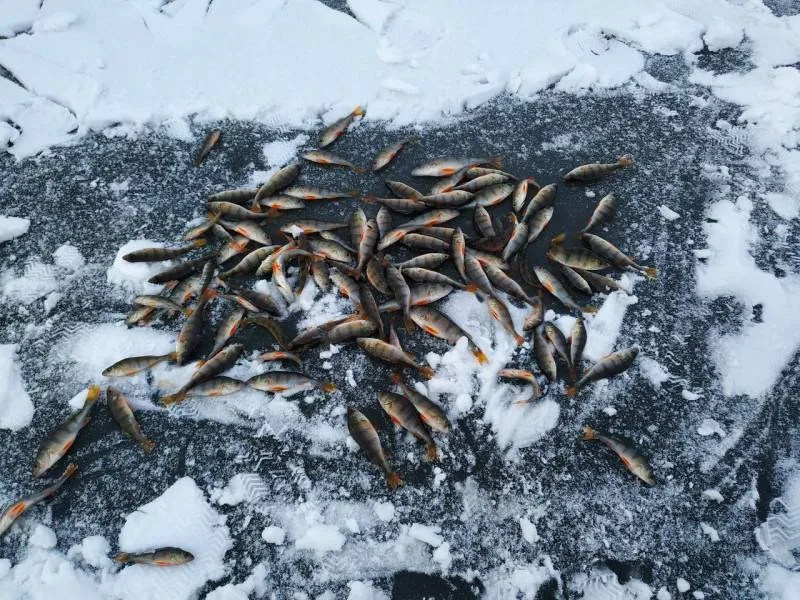 Окунь