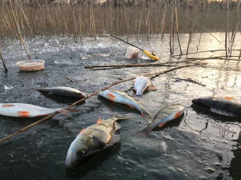 Окунь