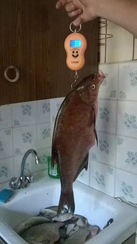 Лещ, Окунь