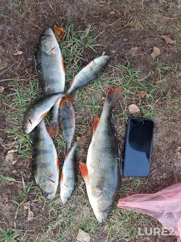 Окунь — Осиповичское, 21 окт. 2019 г.