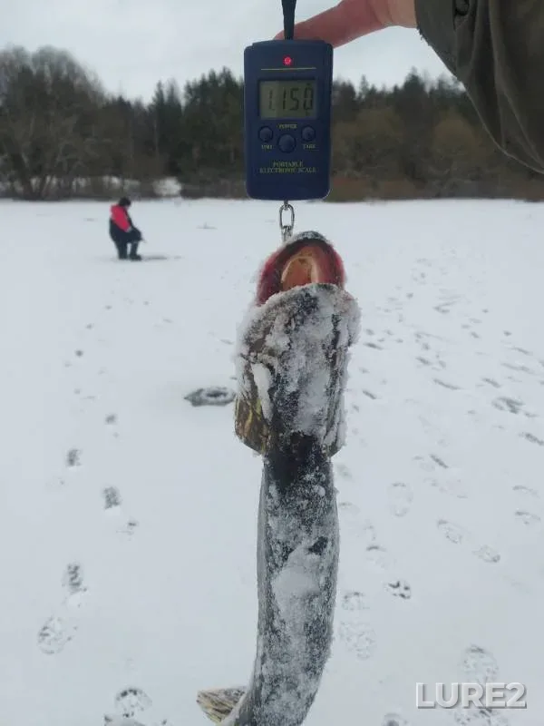 Щука — Березина, 08 февр. 2020 г.