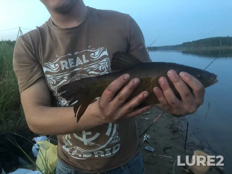 Линь — Западная Двина, 24 авг. 2018 г.