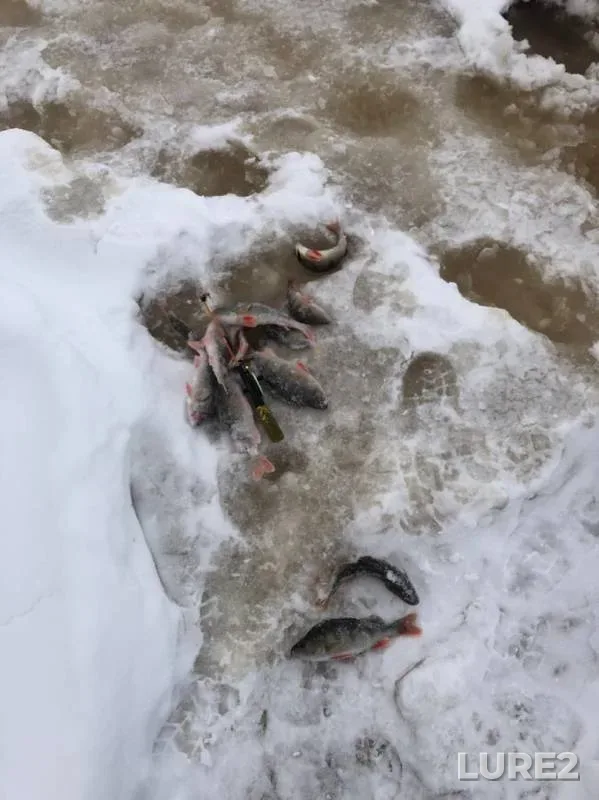 Окунь