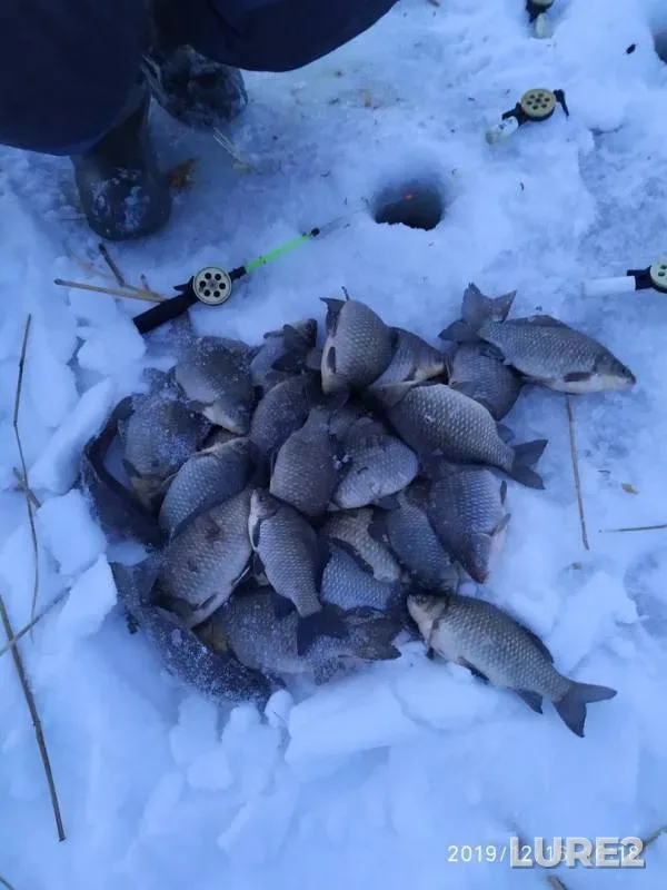 Карась