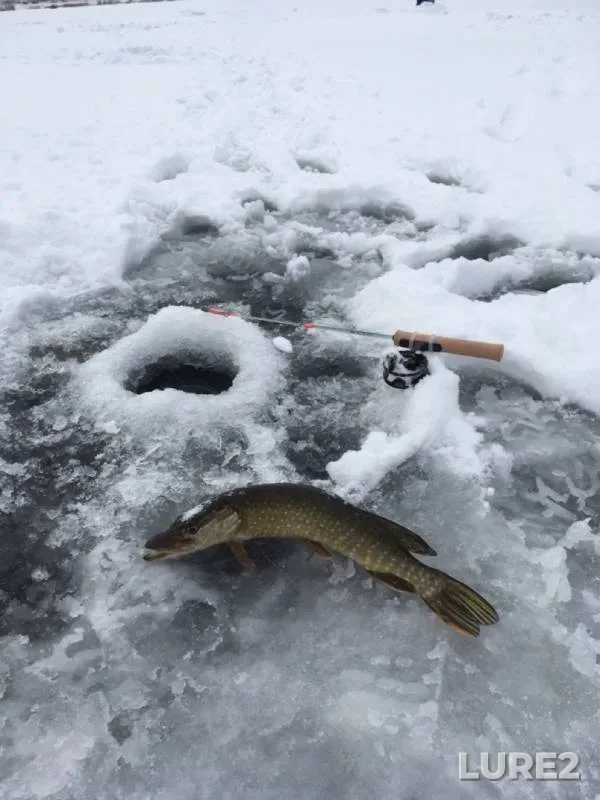 Щука