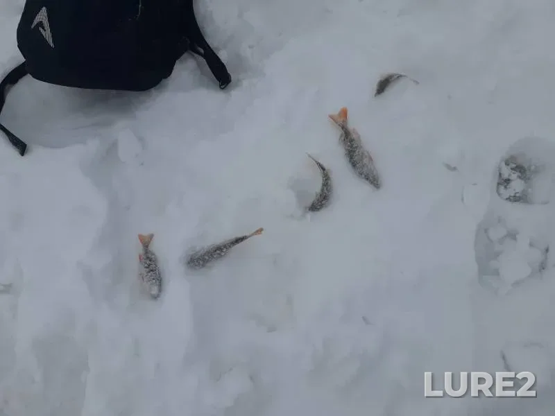 Окунь, Щука