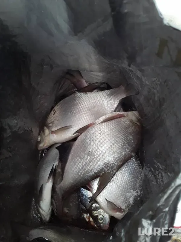 Лещ