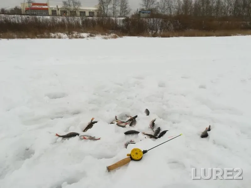 Окунь