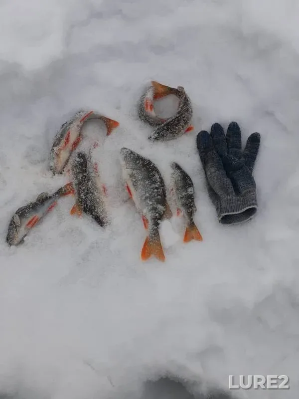 Окунь
