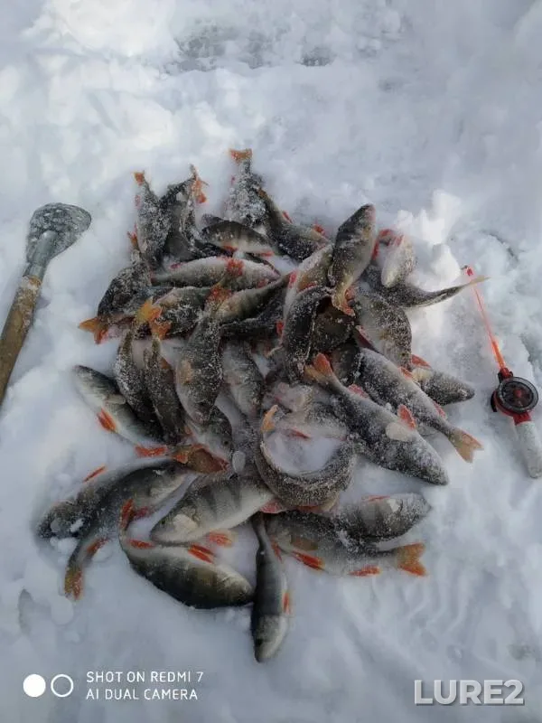 Окунь