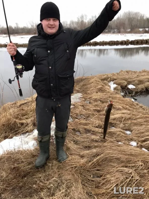 Щука