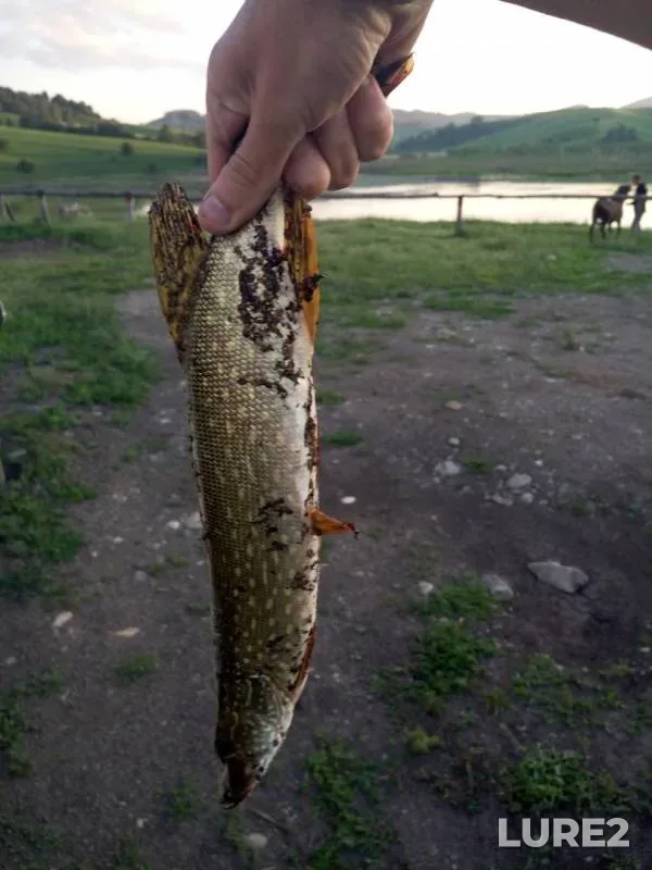 Щука