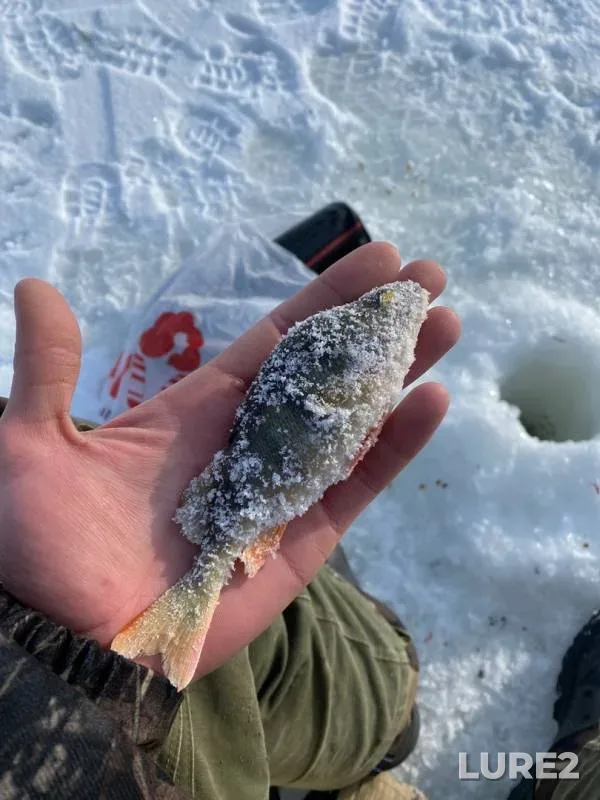 Окунь