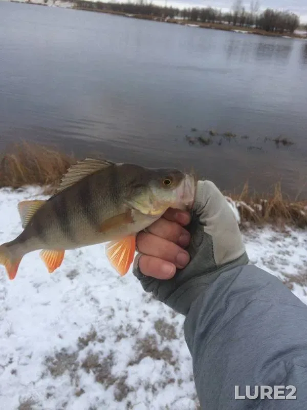 Окунь