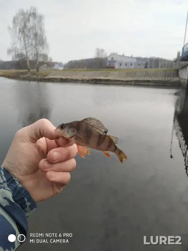 Окунь, Щука — Мухавец, 18 мар. 2020 г.