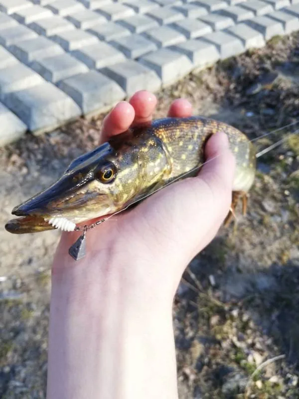 Щука