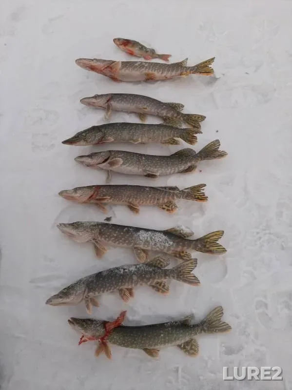 Окунь, Щука