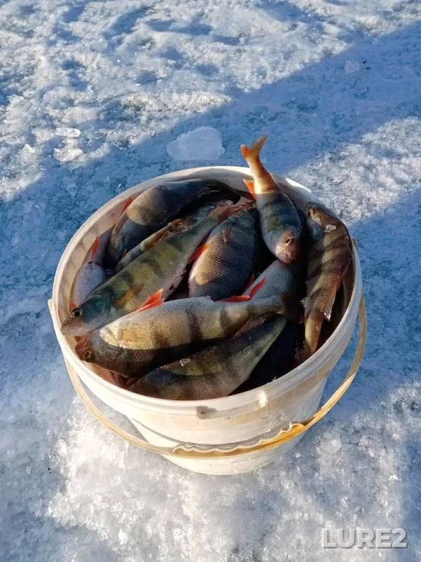 Окунь