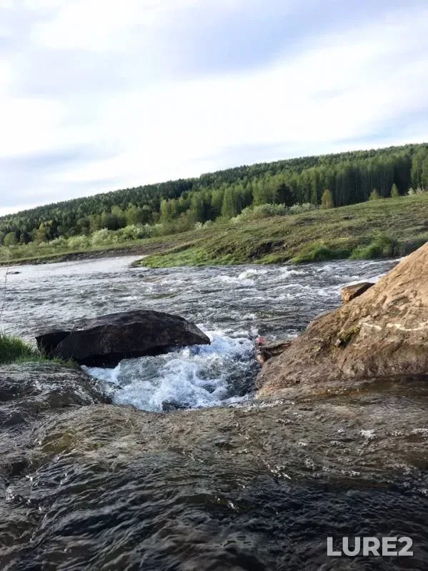 Окунь, Щука