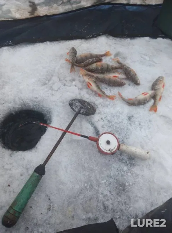 Окунь