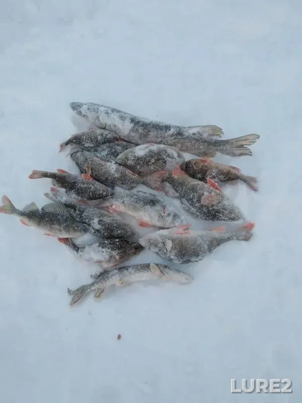 Окунь, Щука