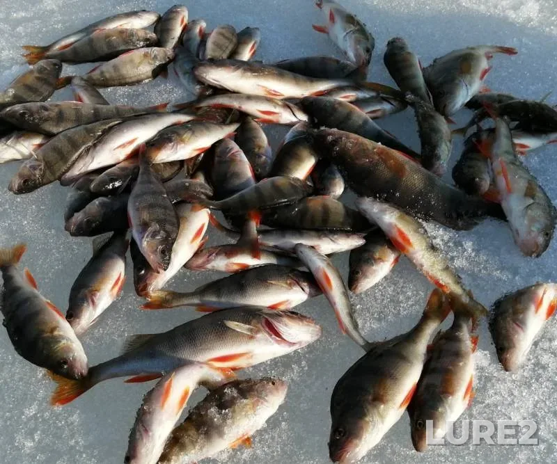 Окунь