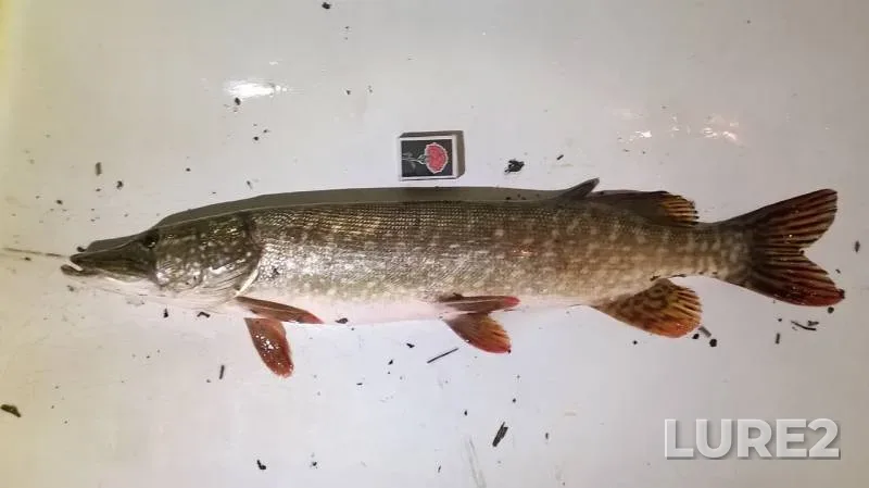 Щука