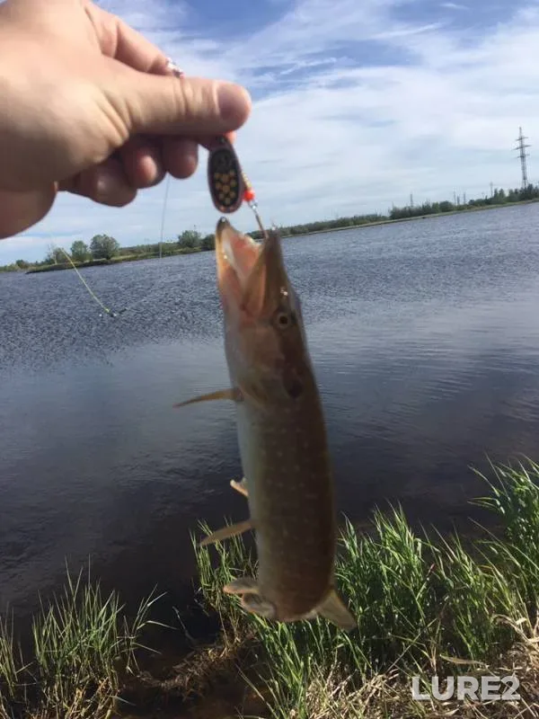 Окунь, Щука