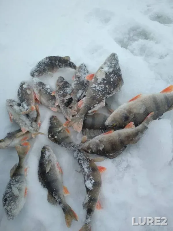 Окунь — Луганська область, 28 янв. 2018 г.