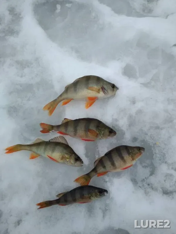 Окунь