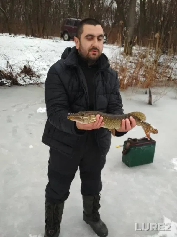 Щука