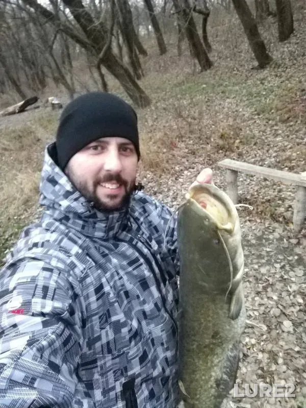Сом