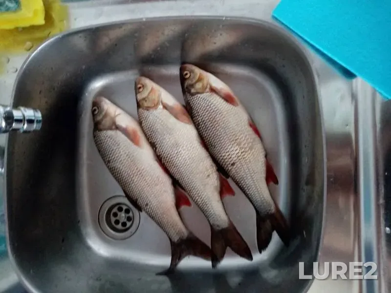 Язь, Окунь