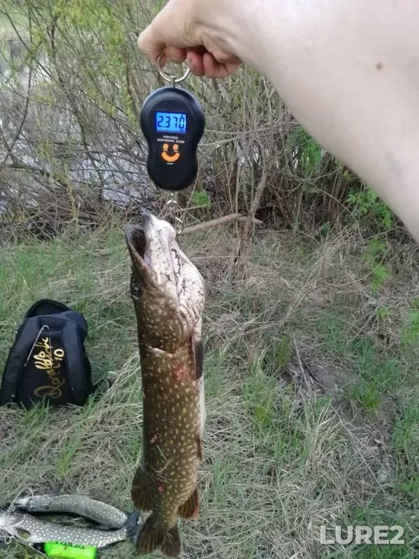 Щука