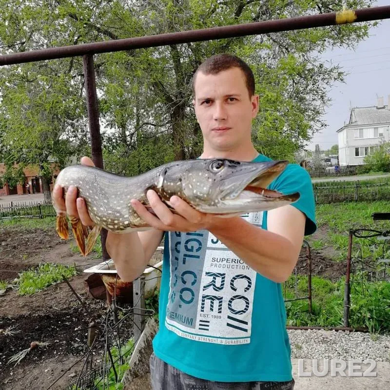 Щука