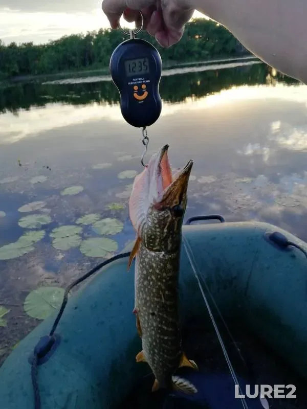Щука
