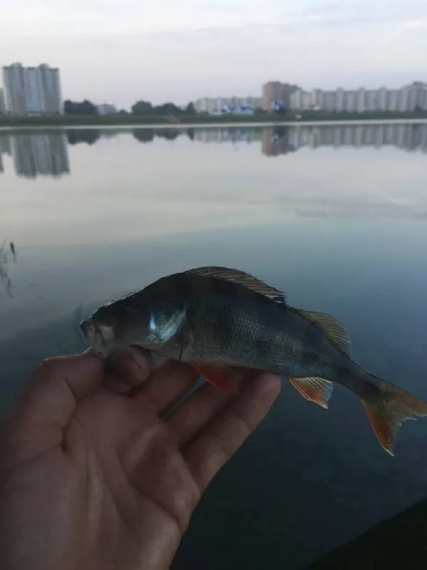 Окунь