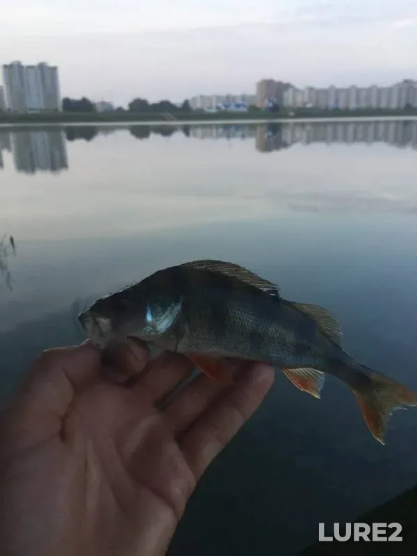 Окунь — Гребной канал, 18 авг. 2020 г.