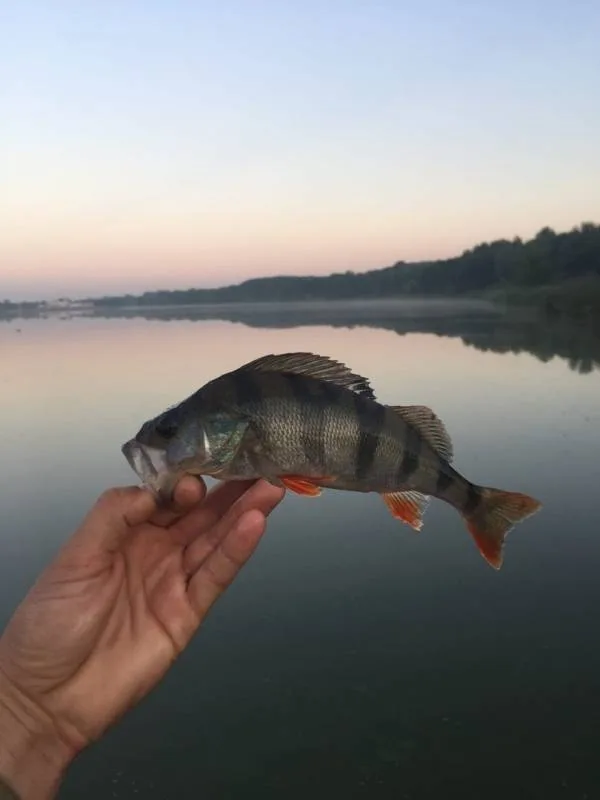 Окунь
