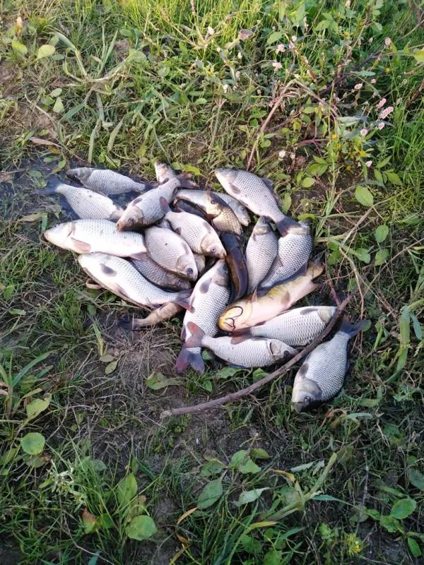 Карась