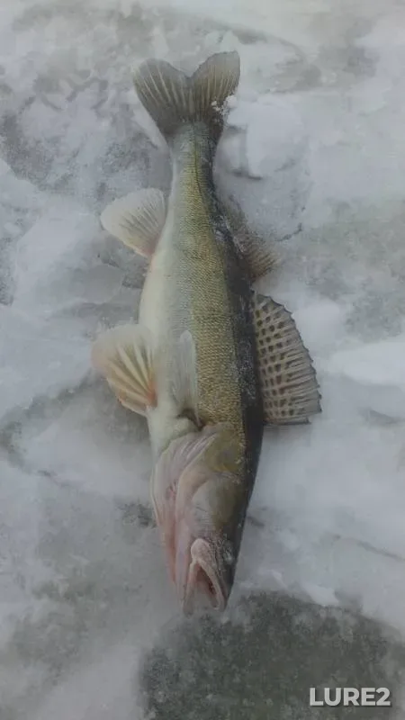 Судак