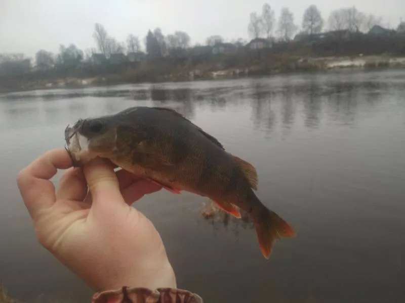 Окунь