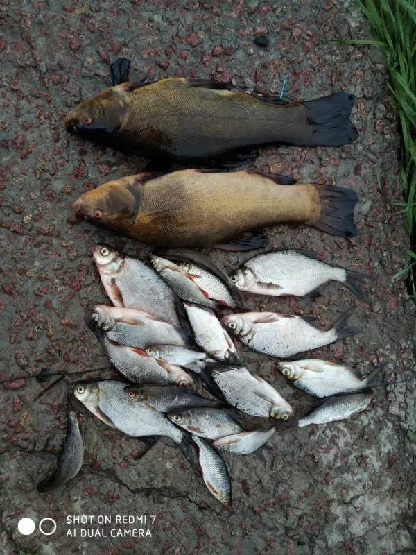 Плотва, Линь