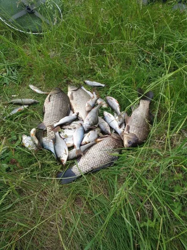 Карась, Окунь