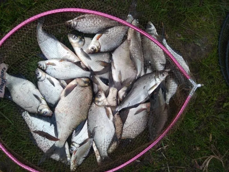 Лещ, Густера