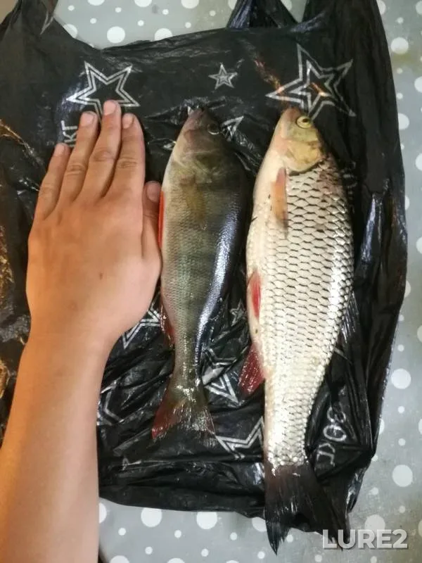 Голавль, Окунь — Днепр, 29 июн. 2018 г.