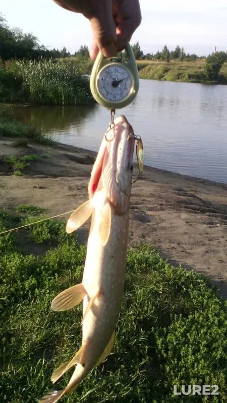 Щука
