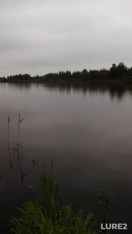Щука