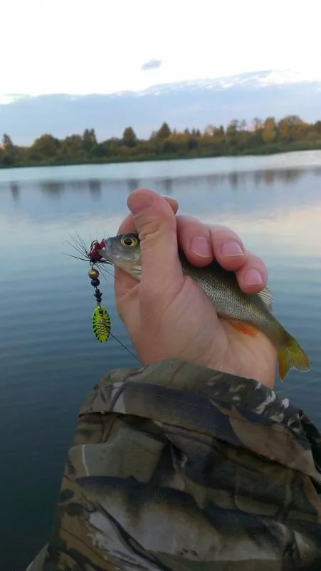 Окунь, Щука