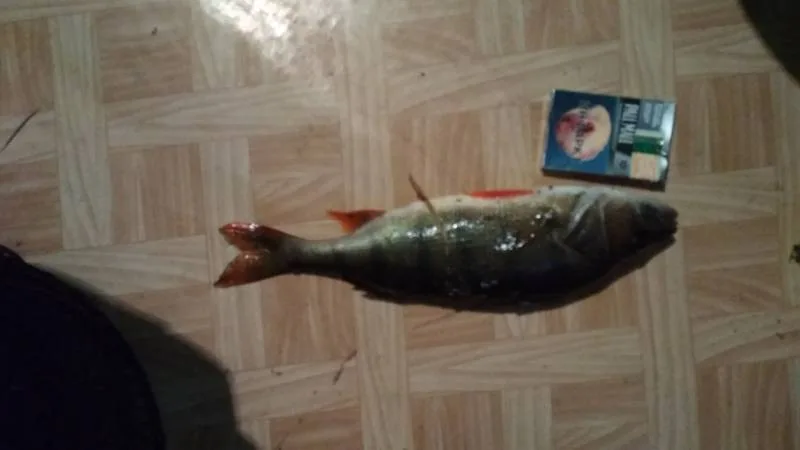 Лещ, Окунь